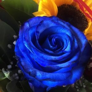 Meet your Posher, Reyna